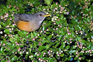 Olivaceus: Olive Thrush - on cat thorn bush (Scutia myrtina)