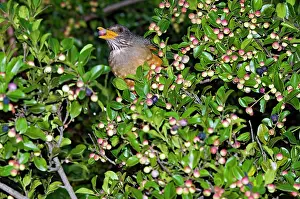 Olivaceus: Olive Thrush - feeding on fruits of cat thorn bush