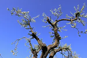 Olives: Olive Tree