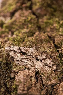 Geometridae: Olive-tree beauty (Peribatodes umbraria) resting