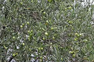 Olives: Olive Tree - close-up of fruits
