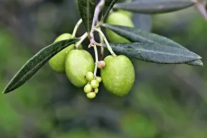 Olives: Olive Tree - close-up of fruits