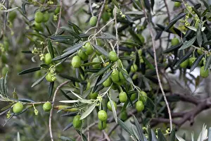 Olives: Olive Tree - close-up of fruits