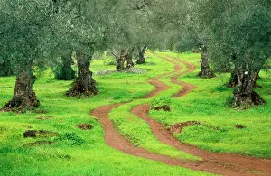 Olives: Olive Tree - Cultivation in the Sierra Morena