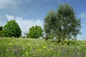 Borage: Olive Tree - in flowering spring meadow with Common