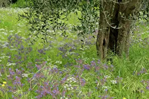 Borage: Olive tree in flowering spring meadow mainly with