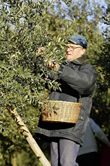 Olives: Olive Tree - man picking olives