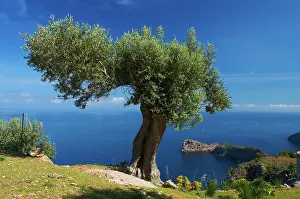 Olea: Olive tree (Olea europaea) on Miramar estate and
