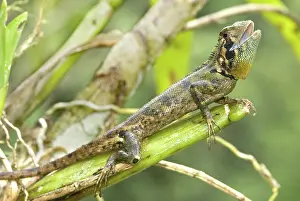 Loreto: Olive tree runner