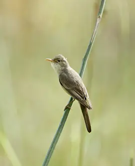 Olivetorum: Olive-tree Warbler