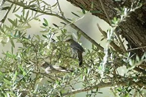 Olives: Olive Tree Warbler - Male and Female, by their