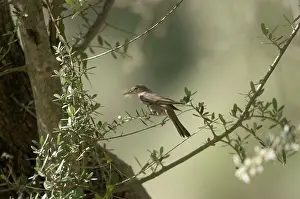 Olives: Olive Tree Warbler - with nesting material in beak