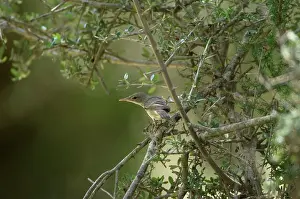 Olives: Olive Tree Warbler - In olive grove