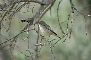 Olivetorum: Olive Tree Warbler - In olive grove