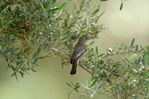 Olives: Olive Tree Warbler - In olive grove