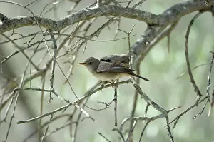 Olivetorum: Olive Tree Warbler - In olive grove