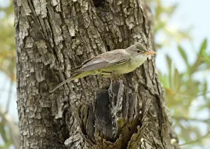 Olivetorum: Olive-tree Warbler - perched on Olive Tree branch