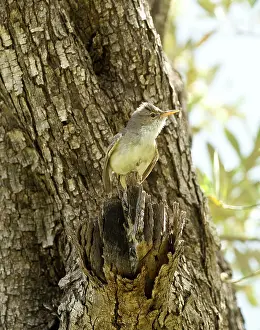 Olivetorum: Olive-tree Warbler - perched on Olive Tree branch