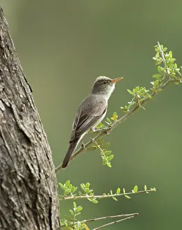 Olivetorum: Olive-tree Warbler - perched on Olive Tree branch