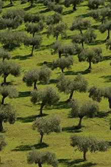 Olives: Olive Trees