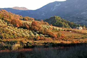 Olives: Olive Trees