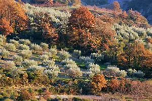 Olives: Olive Trees