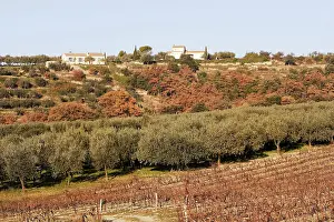 Olives: Olive Trees