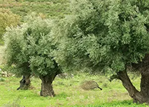 Balagne: Olive Trees