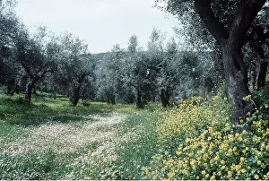 Ardea London: OLIVE TREES