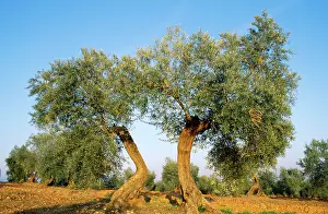 Olives: Olive Trees - cultivated