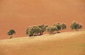 Olives: Olive Trees - On cultivated field