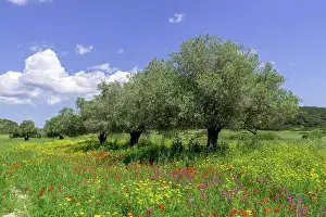 031019: Olive trees and flower meadow, Dipkarpaz Peninsula
