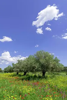 031019: Olive trees and flower meadow, Dipkarpaz Peninsula