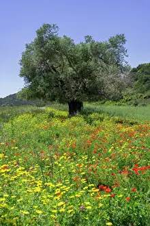 031019: Olive trees and flower meadow, Dipkarpaz Peninsula