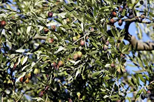 Olives: Olive Trees & Fruit