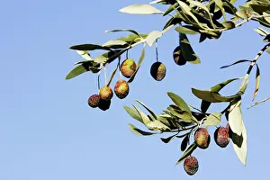 Olives: Olive Trees & Fruit