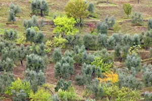 Montalcino: Olive trees on hillside, near Montalcino