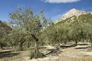 Olea: Olive trees (Olea europaea) Buis-les-Baronnies