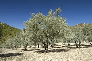 Olea: Olive trees (Olea europaea) near Nyons, Dr&, x12d96c;