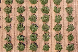 Olea: Olive trees olive grove landscape aerial view in