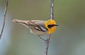 Taeniatus: Olive Warbler