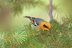Taeniatus: Olive Warbler