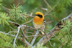 Chiricahua: Olive Warbler - in the Chiricahua Mountains in
