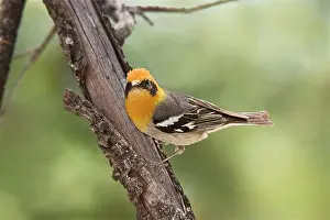 Chiricahua: Olive Warbler - in the Chiricahua Mountains