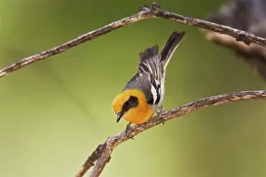 Chiricahua: Olive Warbler - in the Chiricahua Mountains