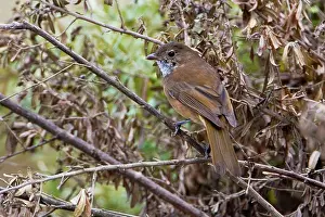 Pachycephala: Olive Whistler