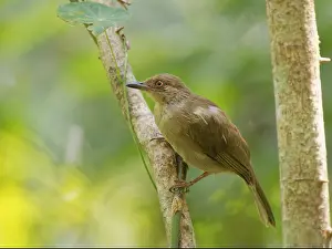 Olive: Olive Winged Bulbul Pycnonotus plumosus Sabah, M