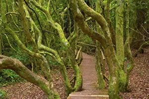 Punctatum: Olivello Forest - a planked wooden path leads through