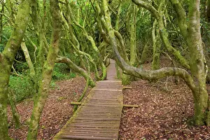 Punctatum: Olivello Forest - a planked wooden path leads through