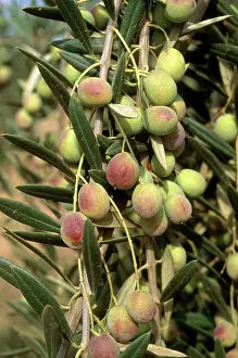 Olea: Olives
